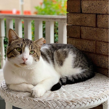 Entry image for That Boy Rocky!. Clicking this image will show a larger photo