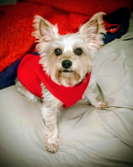 Entry image for Chico . Clicking this image will show a larger photo