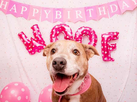 Entry image for Mackenzie. Clicking this image will show a larger photo