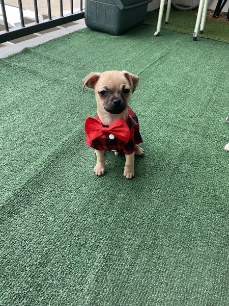 Entry image for Neo. Clicking this image will show a larger photo