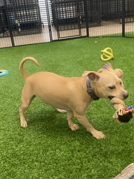 Entry image for Gracie. Clicking this image will show a larger photo