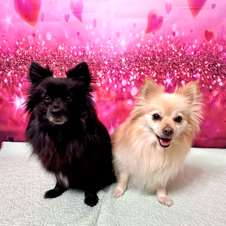 Entry image for Buttons and Stitch. Clicking this image will show a larger photo