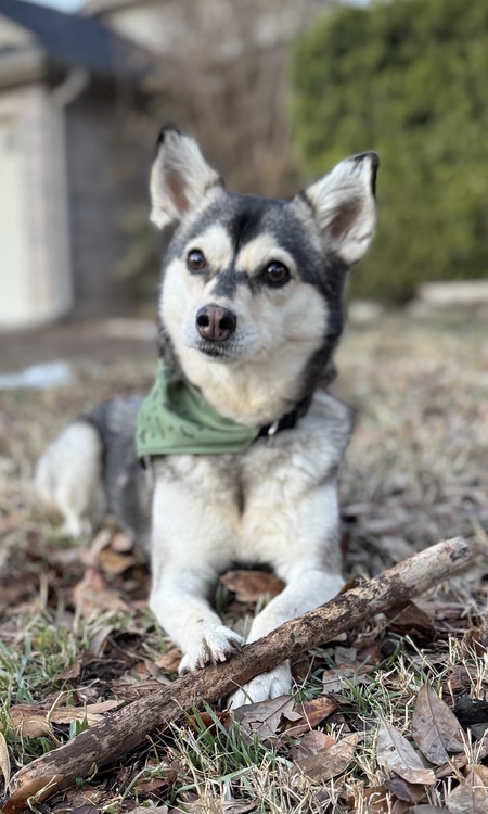 Entry image for Foxy. Clicking this image will show a larger photo