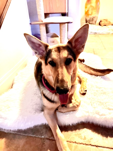 Entry image for Truffle . Clicking this image will show a larger photo