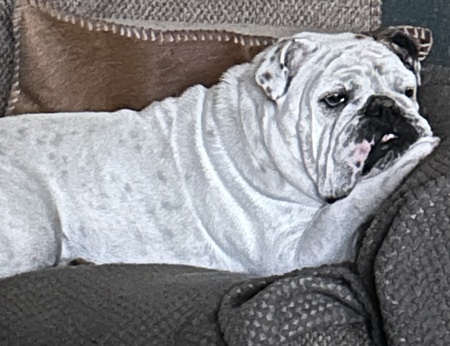 Entry image for Bella. Clicking this image will show a larger photo