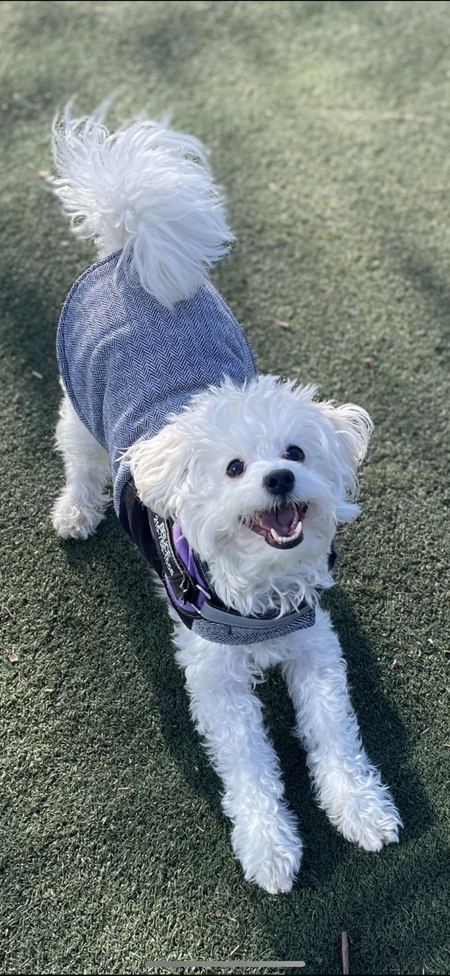 Entry image for Bruce Flee. Clicking this image will show a larger photo