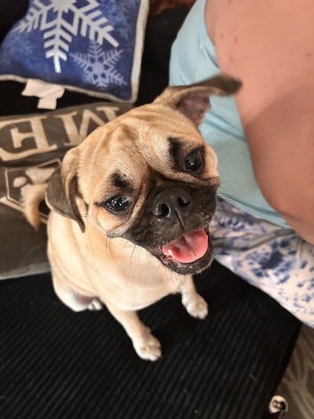 Entry image for Mr Buttons. Clicking this image will show a larger photo