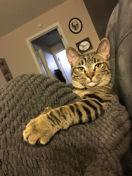 Jack Meower