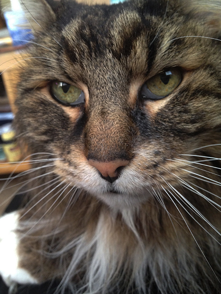 Oliver