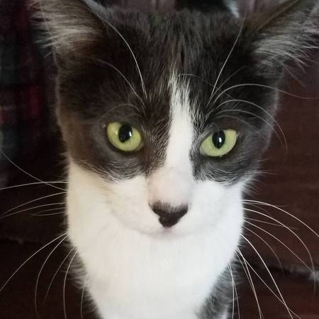 Narcissa