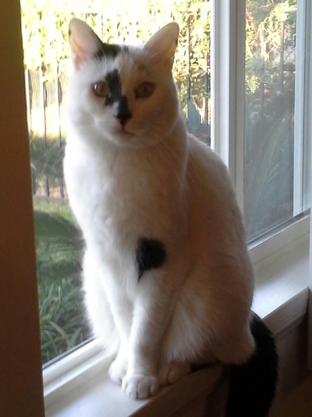 Luigi  "the love bug"