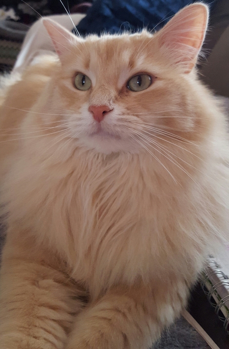 Meesha