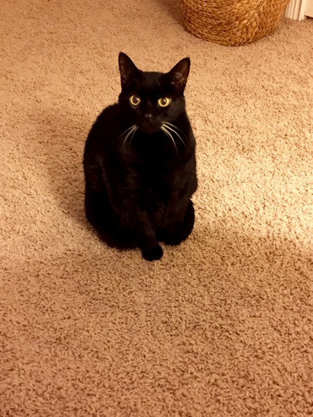 Pickle
