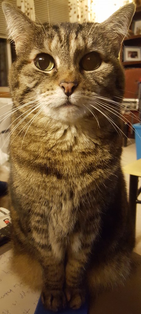 Peanut