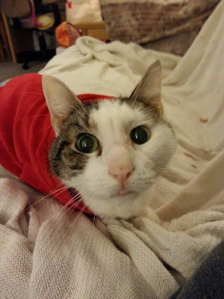 Pepper