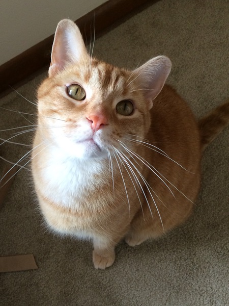 Mowgli