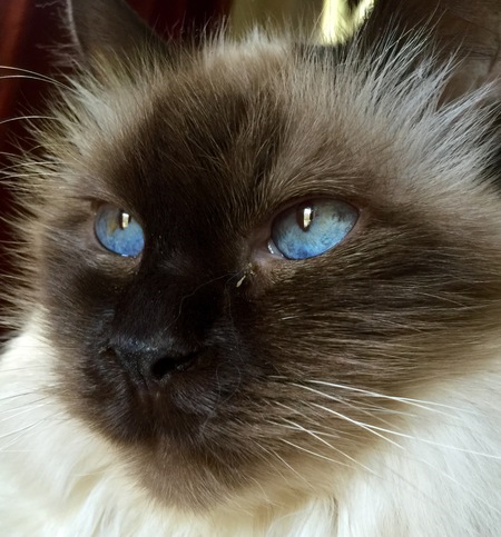 Bella
