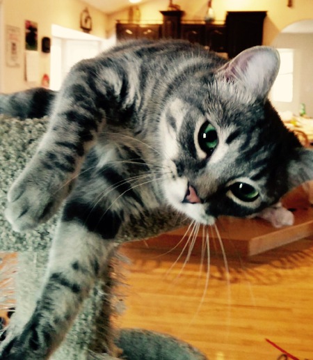 Squeaker