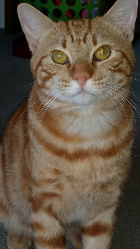 Milo