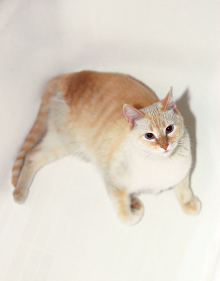 Francis