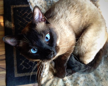 Jasmine