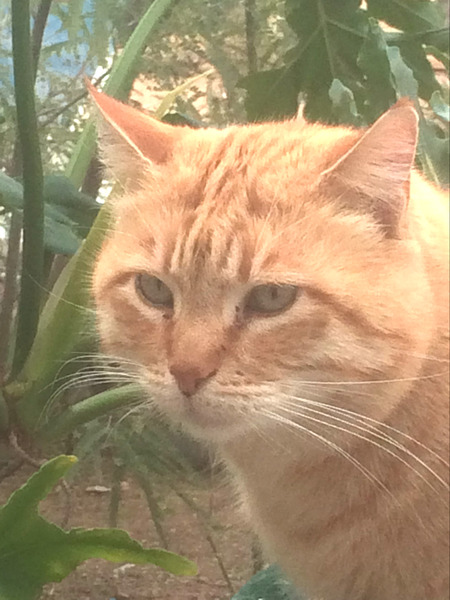 Peanut