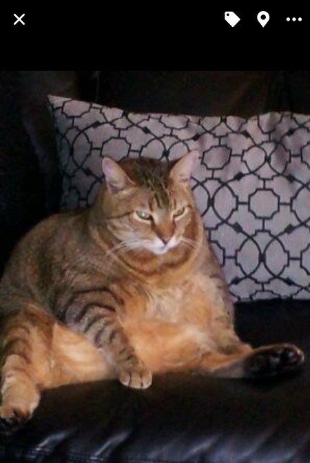Mr Puss