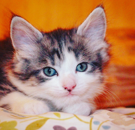 Teddy