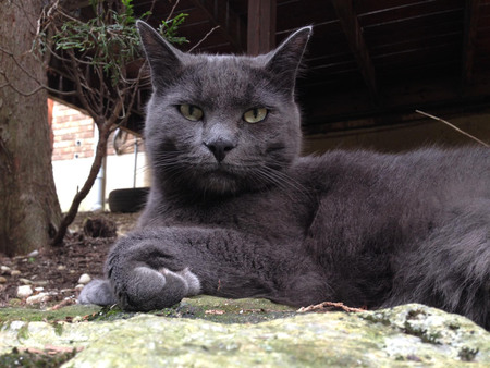 Jasper