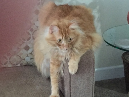 Pumpkin