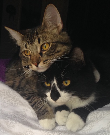 Luna and poe 