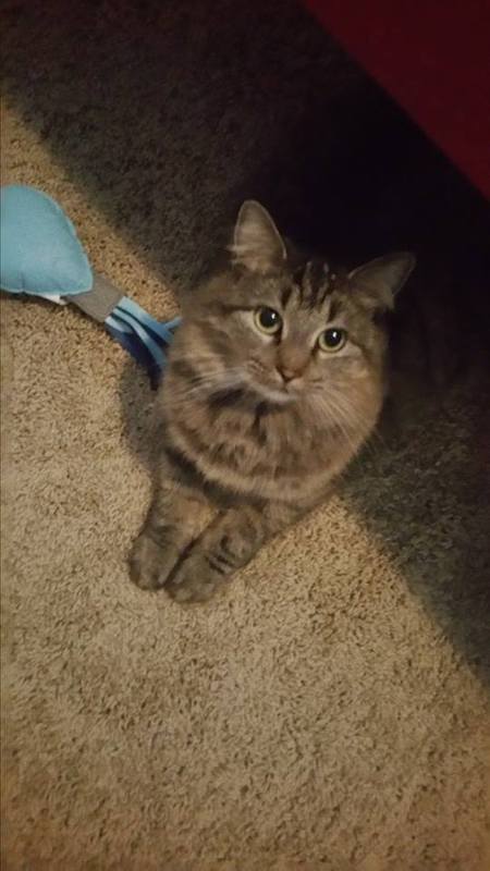 Gia