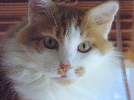 Sunny Boy