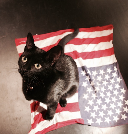 Ebony Lynx