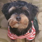 Entry image for CoCo