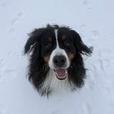 Entry image for Baxter