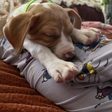 Entry image for Aurora