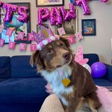 Entry image for Maple