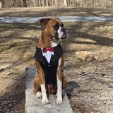 Entry image for Maverick 