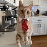 Entry image for Sanders