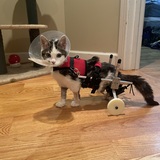 Entry image for Gideon