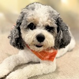 Entry image for Archie the Icon