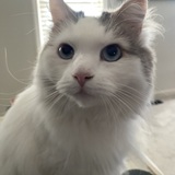 Entry image for Mini