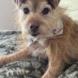 Entry image for Tango