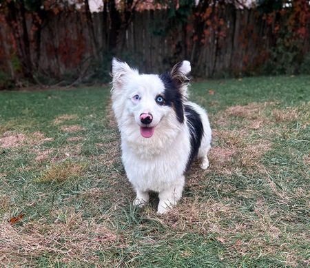 Entry image for Mojo . Clicking this image will show a larger photo