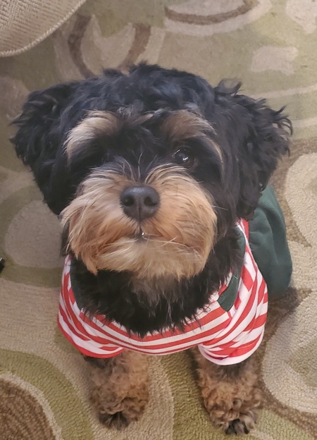 Entry image for CoCo. Clicking this image will show a larger photo