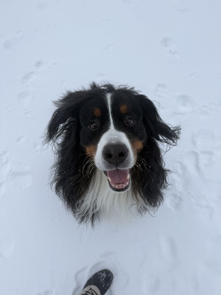 Entry image for Baxter. Clicking this image will show a larger photo