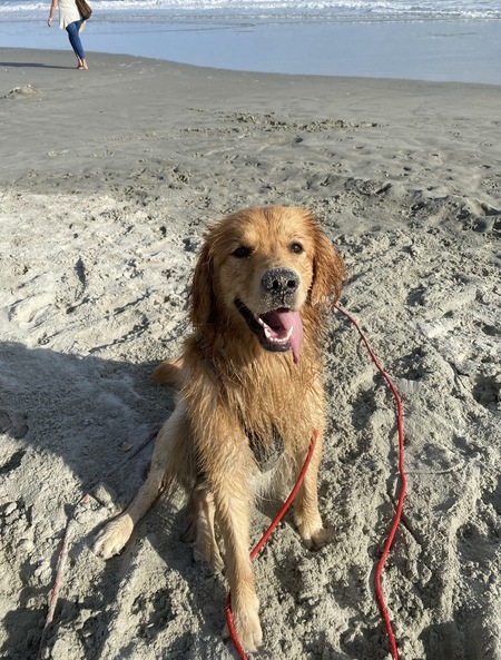 Entry image for Winston. Clicking this image will show a larger photo