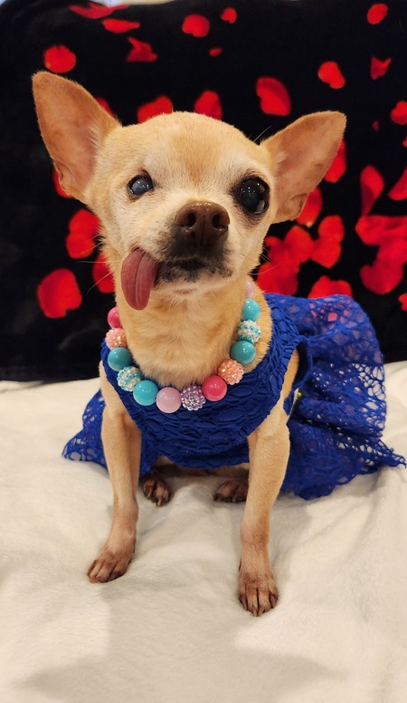 Entry image for Sandy. Clicking this image will show a larger photo