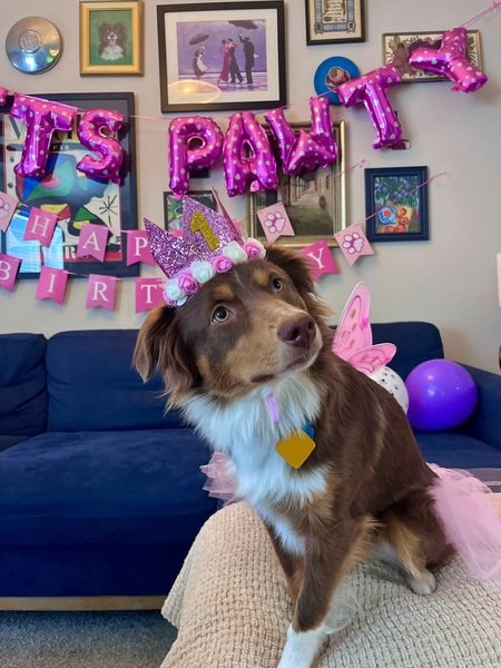 Entry image for Maple. Clicking this image will show a larger photo